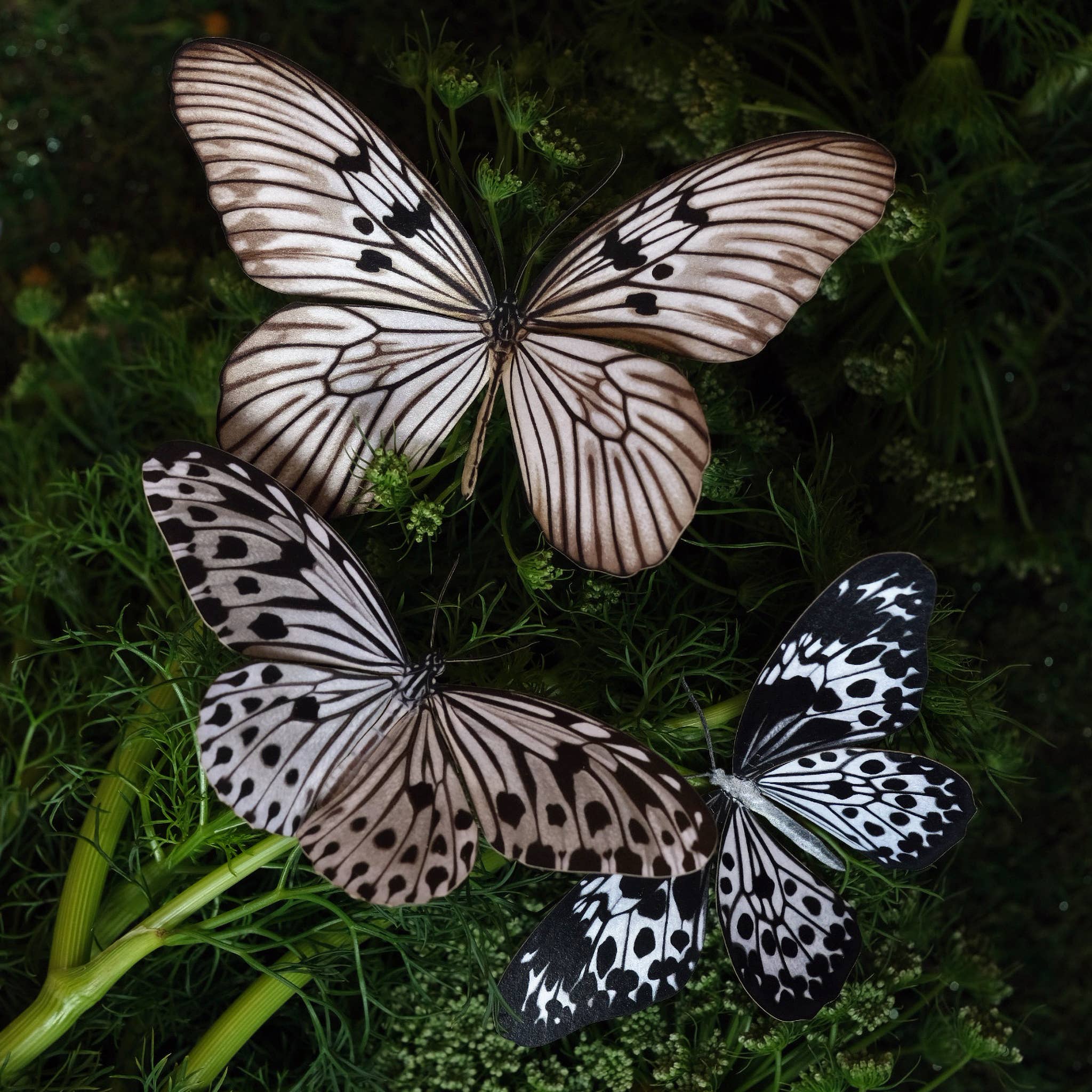 Marble Butterflies 3pc Laser Cut Specimens