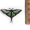 Luna Moth Illustration Stickers