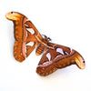 Atlas Moth Large Scale Laser Cut Specimen