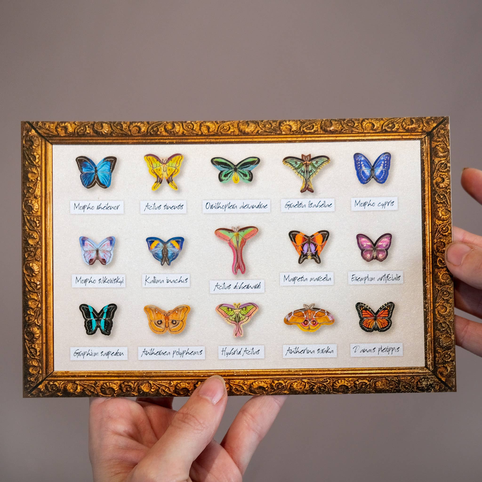 Tulip Micro Moth & Butterfly Specimen Collection