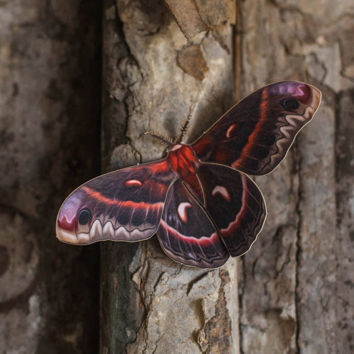 Autumn Cecropia Moth  Laser Cut Specimens