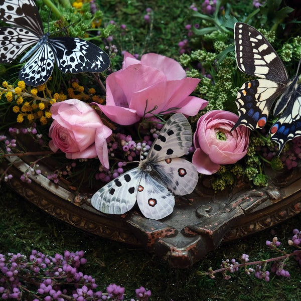 Apollo Butterflies 3pc Laser Cut Specimens