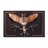 Bat & Sketelon  Laser Cut Specimens