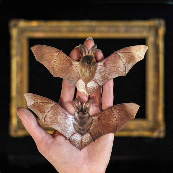 Bat & Sketelon  Laser Cut Specimens