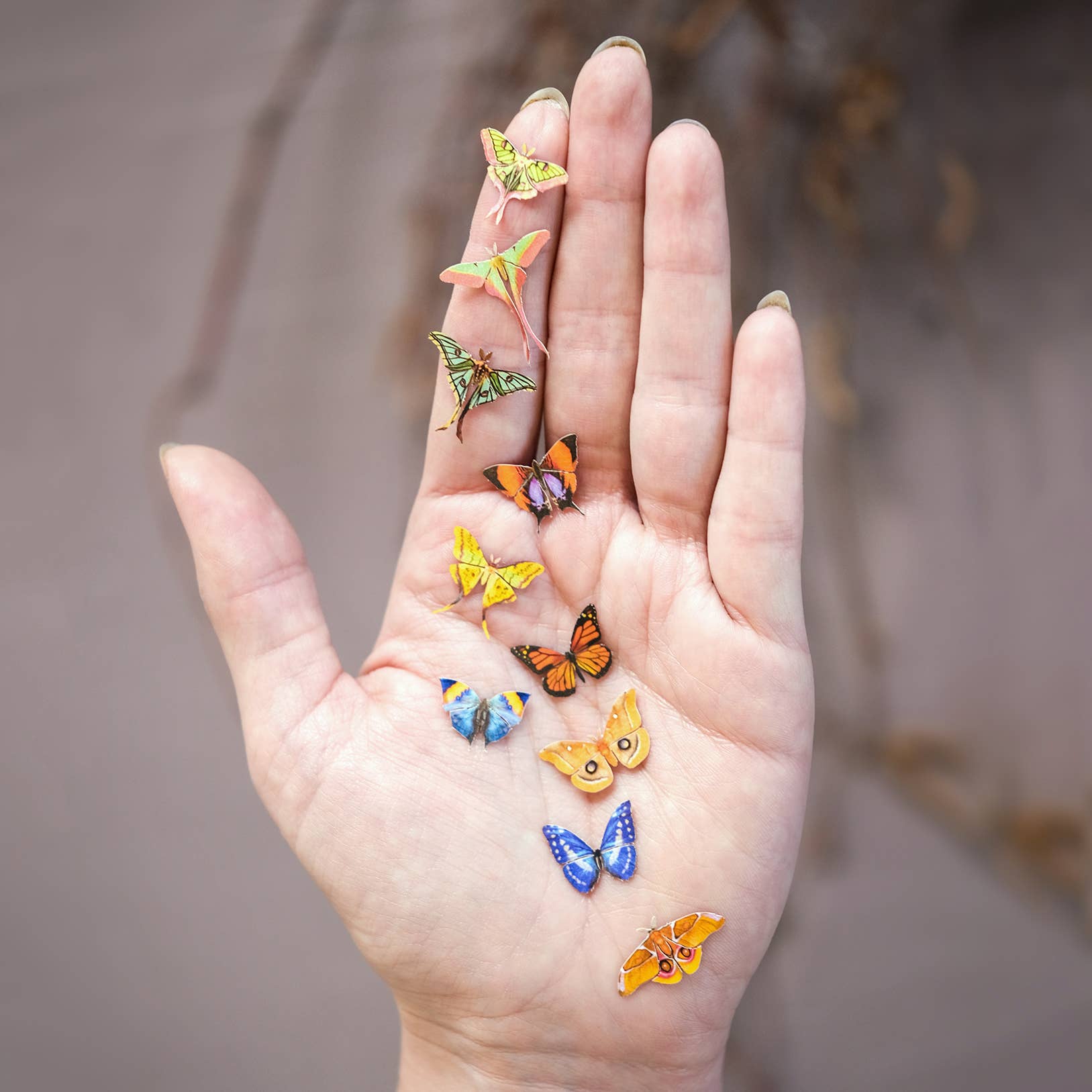 Tulip Micro Moth & Butterfly Specimen Collection