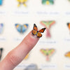 Tulip Micro Moth & Butterfly Specimen Collection