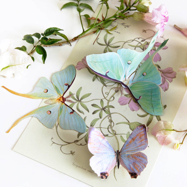 Spring Luna Moth 3pc Laser Cut Specimens