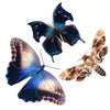 Hatchet Butterflies 3pc Laser Cut Specimens