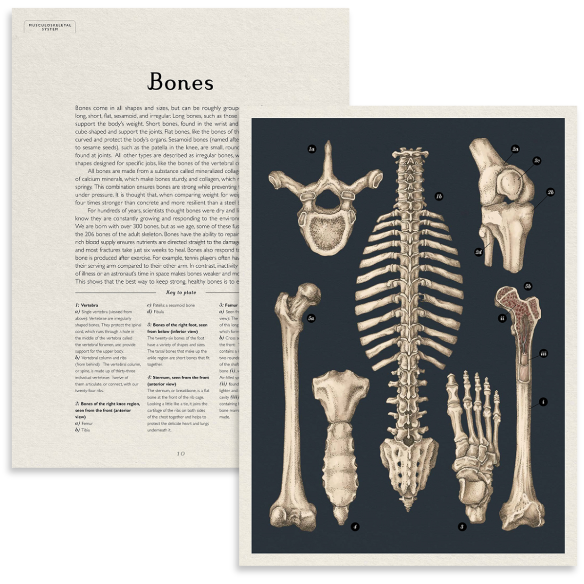 Anatomicum | Welcome to the Museum Book Collection