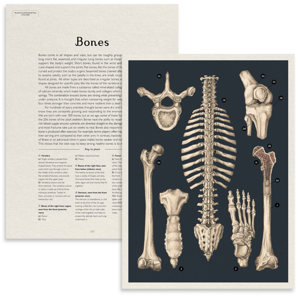 Anatomicum | Welcome to the Museum Book Collection {back soon!}