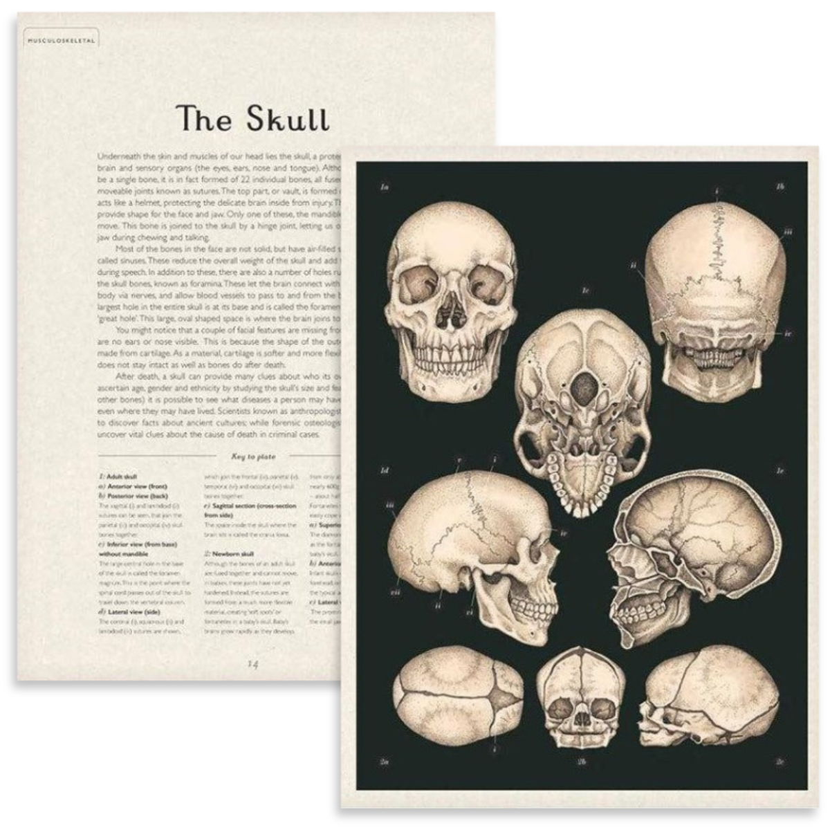 Anatomicum | Welcome to the Museum Book Collection {back soon!}