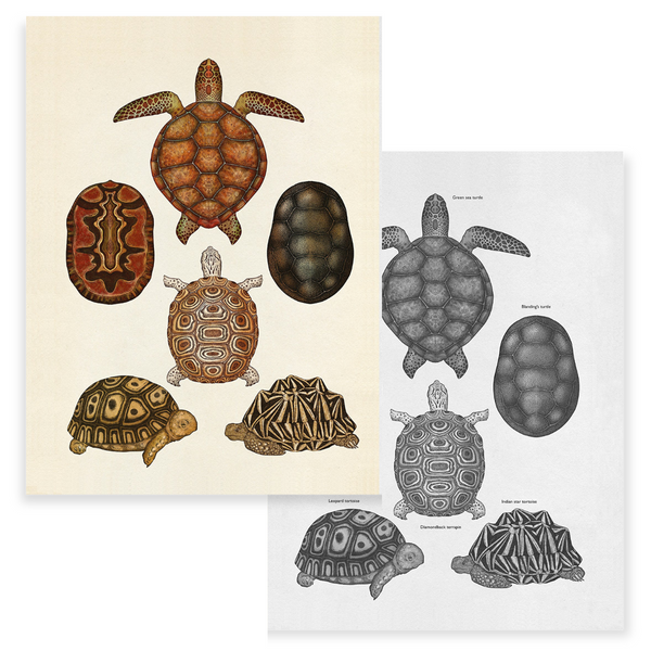 Animalium | Welcome to the Museum Book Collection