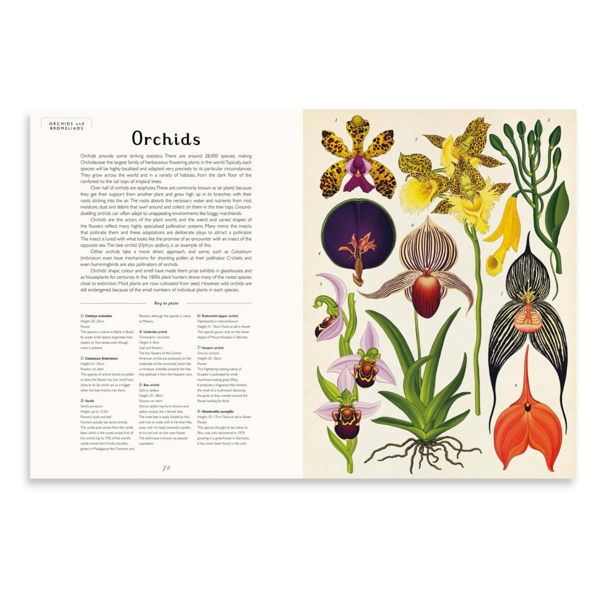 Botanicum | Welcome to the Museum Book Series