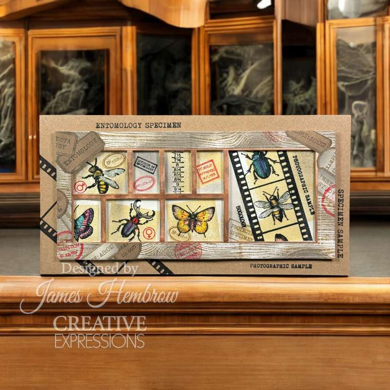 Bugology Negatives 6x8 Clear Stamp Set | Tracie Fox