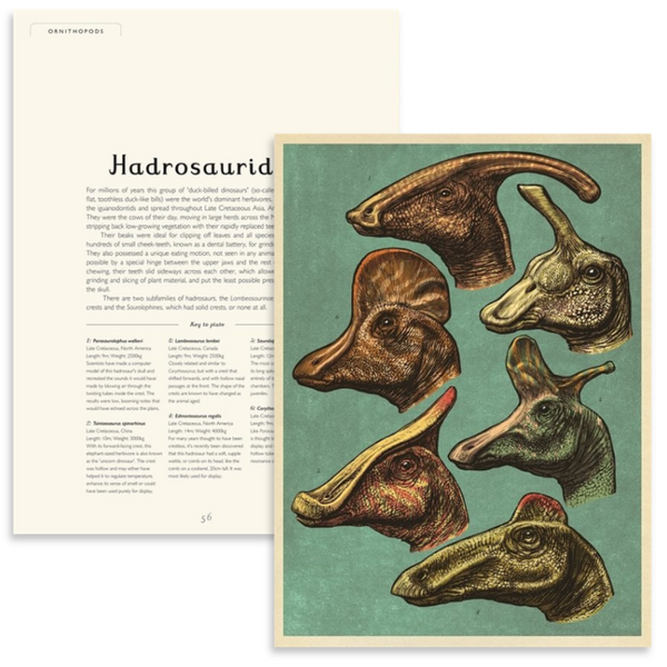 <OOS> Dinosaurium | Welcome to the Museum Book Series