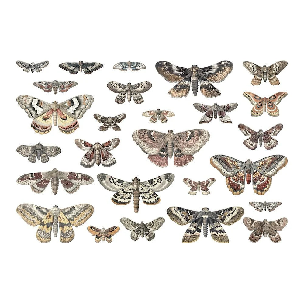 Moth Transparencies {Halloween 2024} | idea-ology