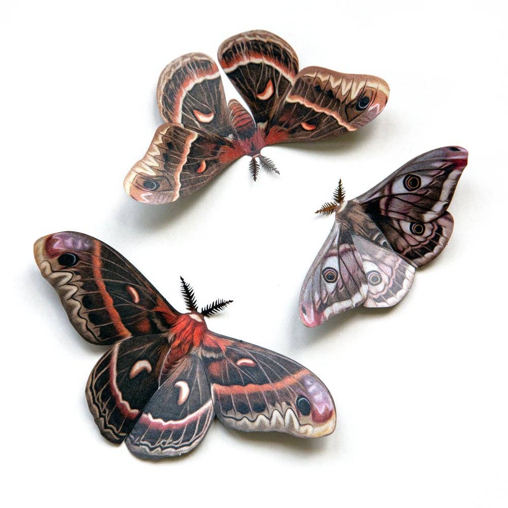 Autumn Cecropia Moth  Laser Cut Specimens