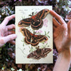 Autumn Cecropia Moth  Laser Cut Specimens