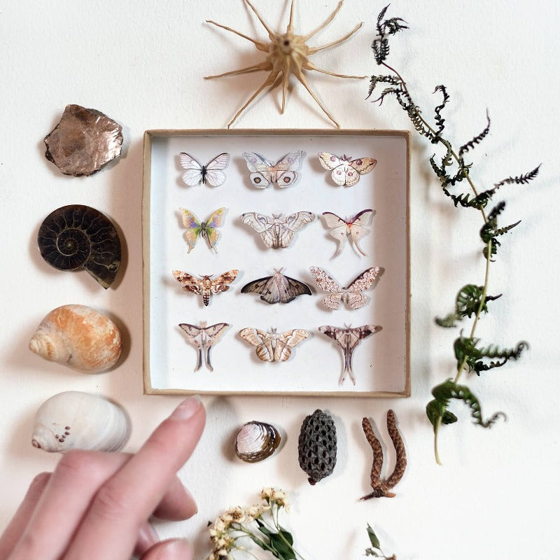 Antiquarian Micro Moth & Butterfly Collection Laser Cut Specimens