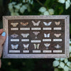 Antiquarian Micro Moth & Butterfly Collection Laser Cut Specimens