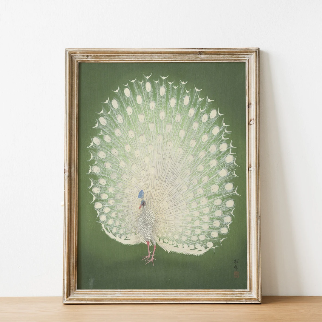 Showy Peacock Art Print {20x30}