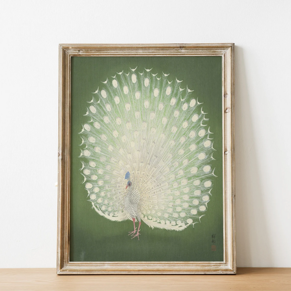 Showy Peacock Art Print {20x30}