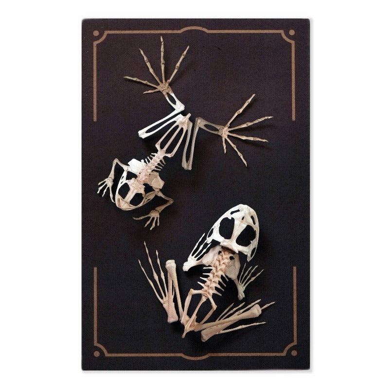 Fen Frog Skeleton Laser Cut Specimens